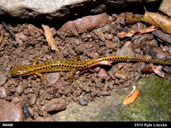 Eastern Long-tailed Salamander