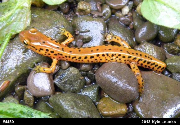 Eastern Long-tailed Salamander
