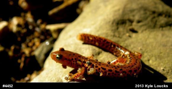 Eastern Long-tailed Salamander