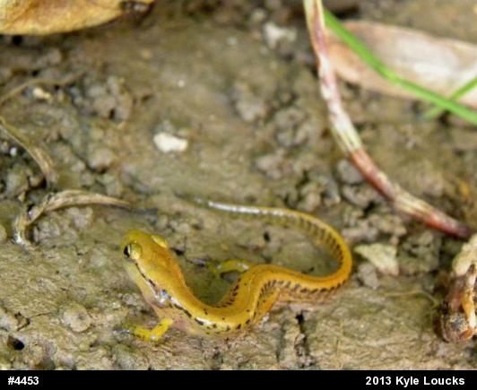 Eastern Long-tailed Salamander