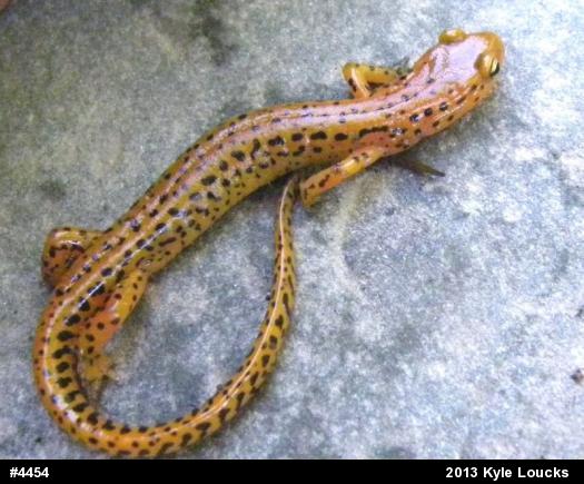 Eastern Long-tailed Salamander