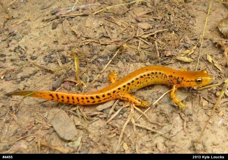 Eastern Long-tailed Salamander