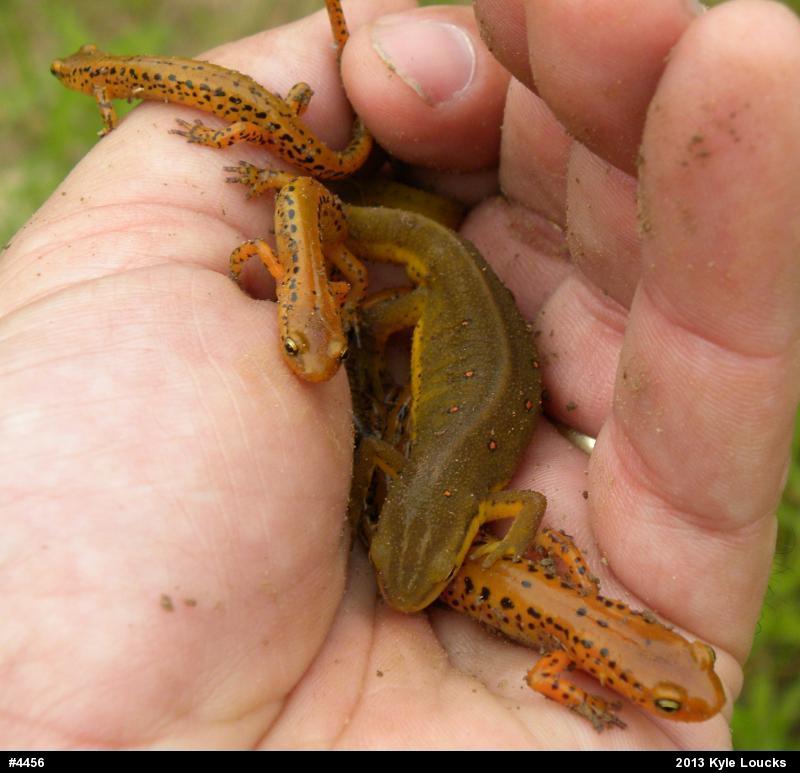 Eastern Long-tailed Salamander