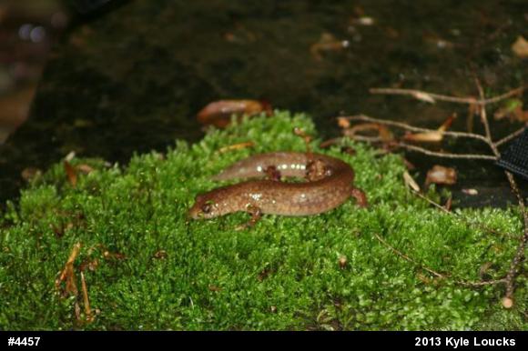 Northern Spring Salamander