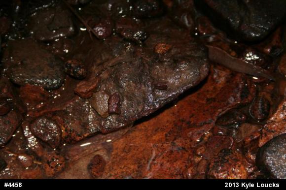 Northern Spring Salamander