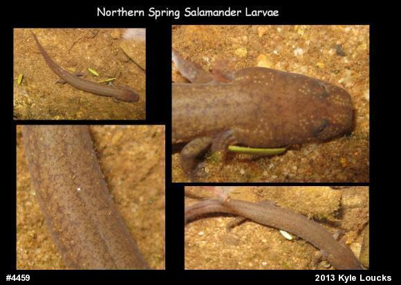 Northern Spring Salamander