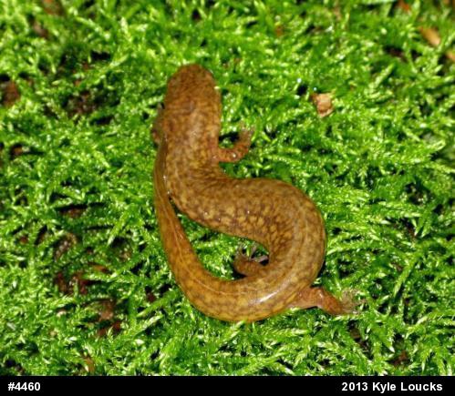 Northern Spring Salamander