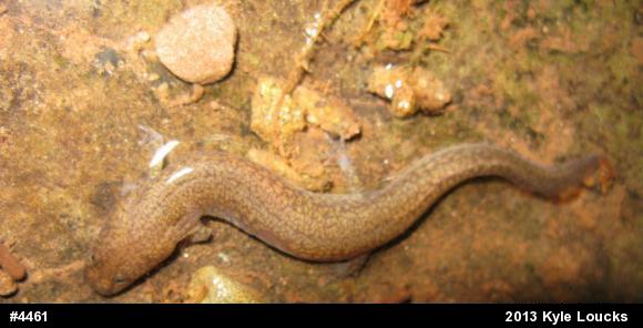 Northern Spring Salamander