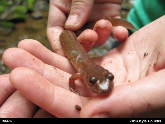 Northern Spring Salamander