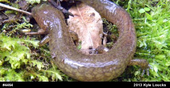 Northern Spring Salamander