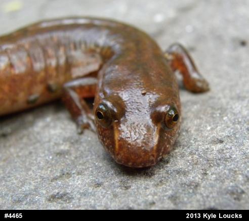 Northern Spring Salamander