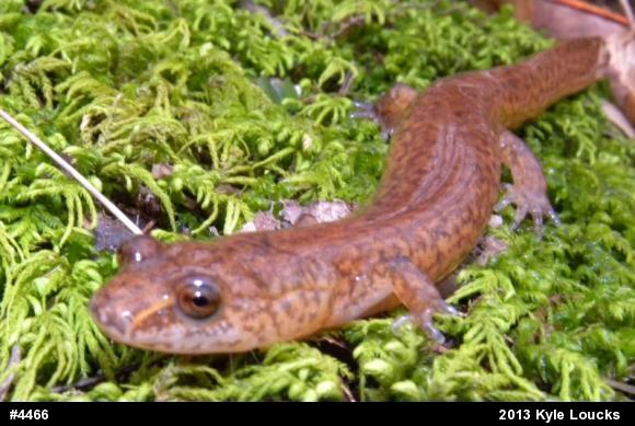 Northern Spring Salamander