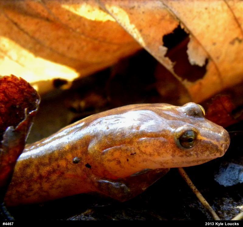 Northern Spring Salamander