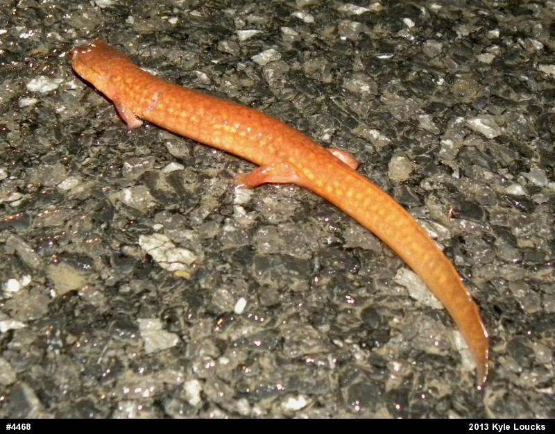 Northern Spring Salamander