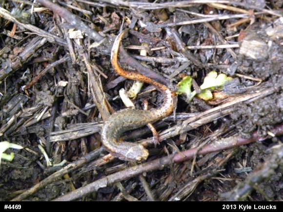 Four-toed Salamander