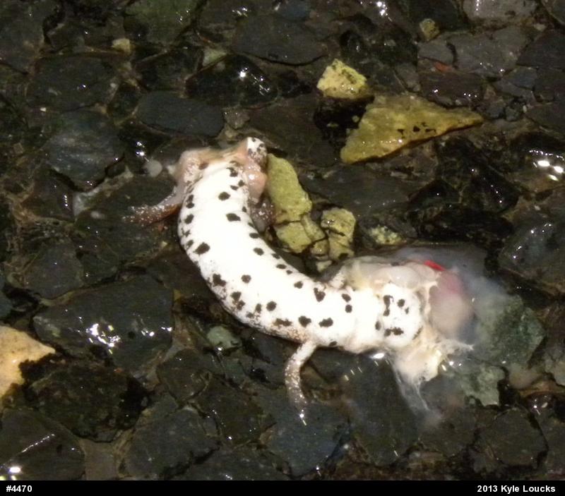 Four-toed Salamander