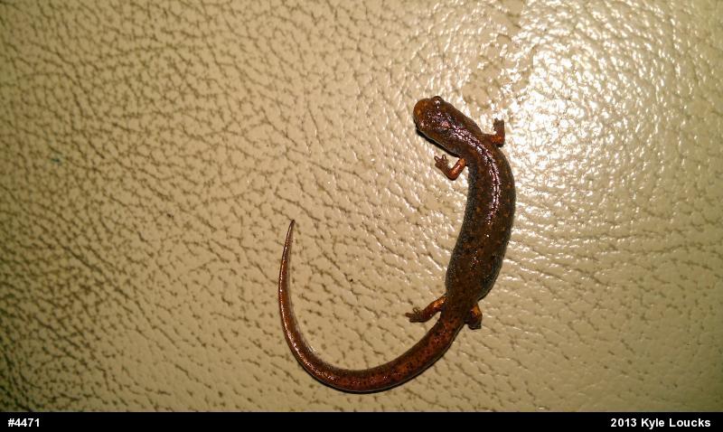 Four-toed Salamander