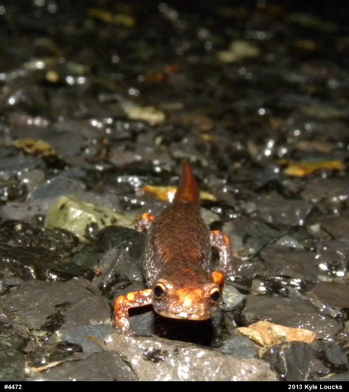 Four-toed Salamander