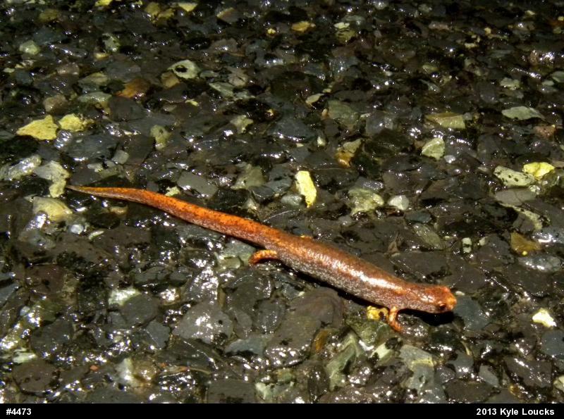 Four-toed Salamander