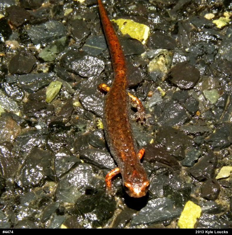 Four-toed Salamander