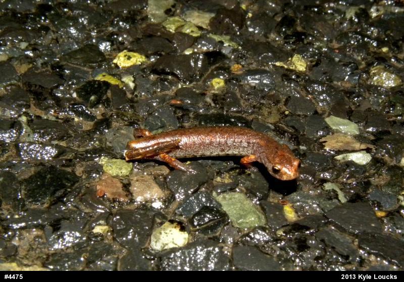 Four-toed Salamander