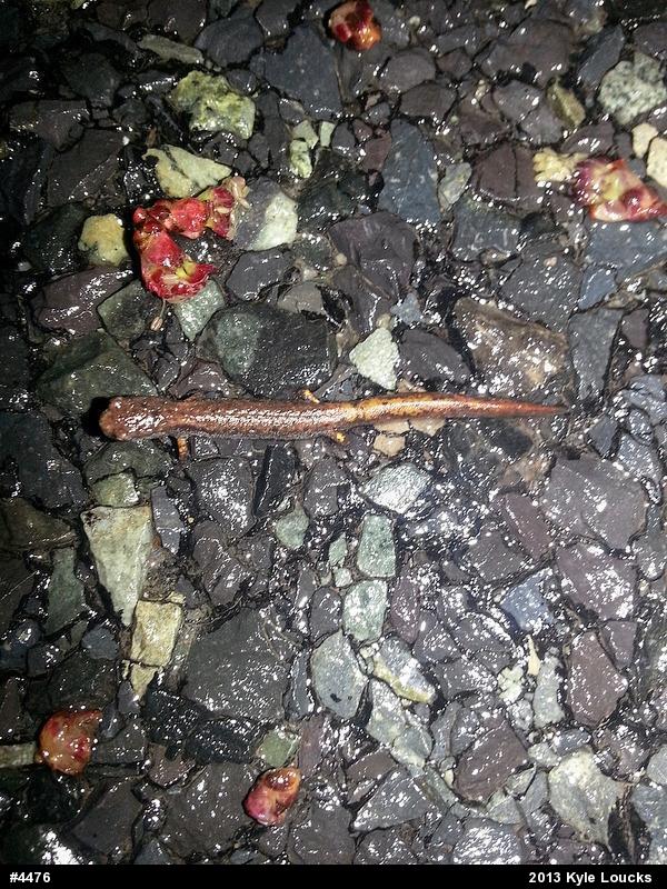 Four-toed Salamander