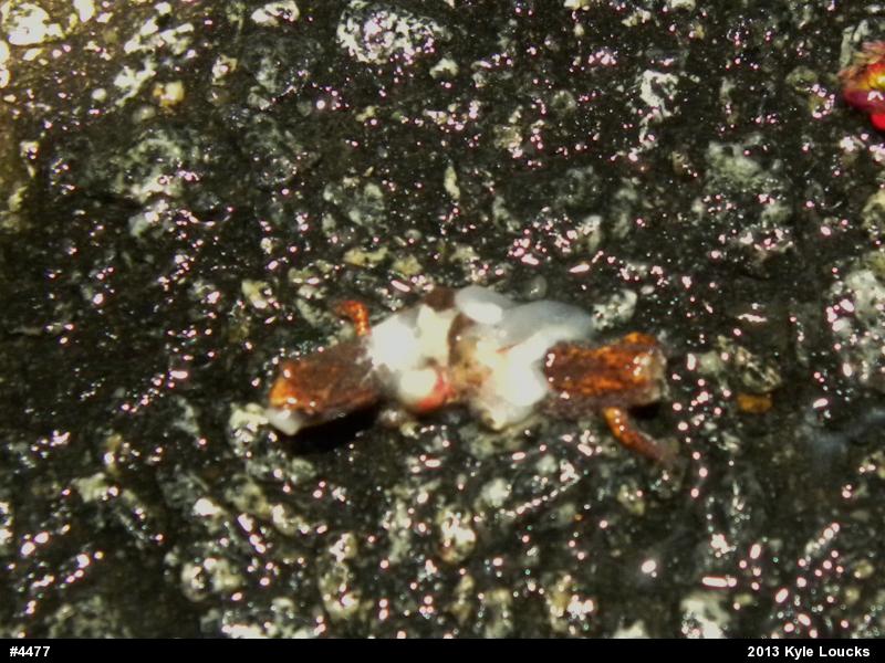 Four-toed Salamander