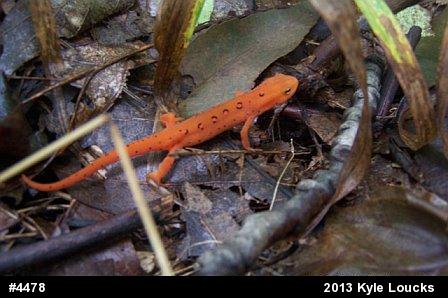 Red-spotted Newt