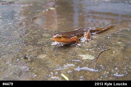 Red-spotted Newt