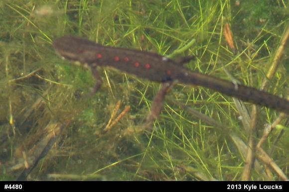 Red-spotted Newt