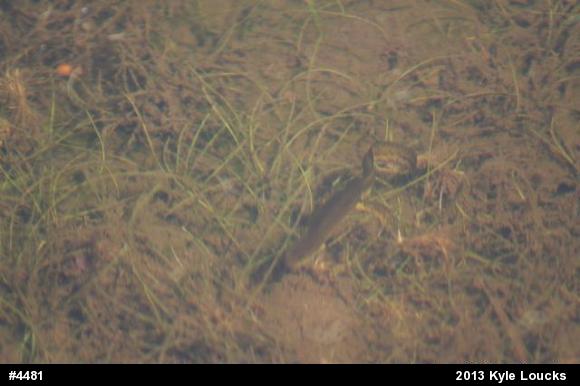 Red-spotted Newt