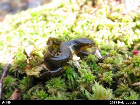 Red-spotted Newt