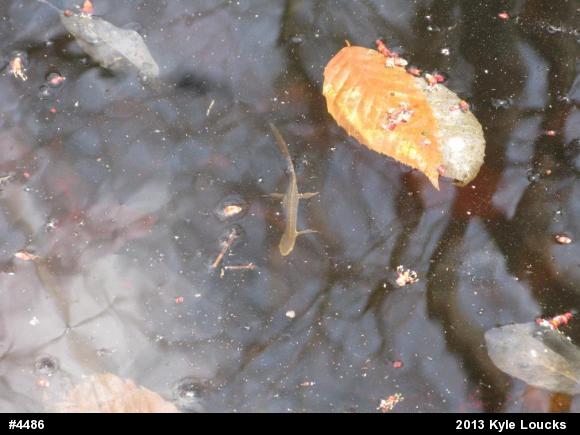 Red-spotted Newt