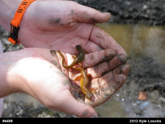 Red-spotted Newt