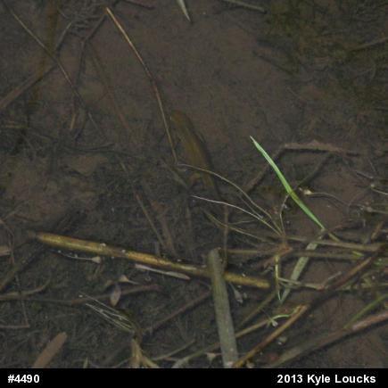 Red-spotted Newt