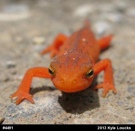 Red-spotted Newt