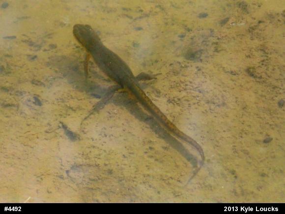 Red-spotted Newt