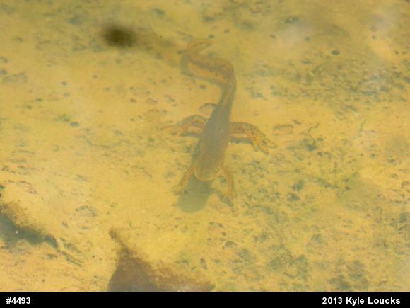 Red-spotted Newt