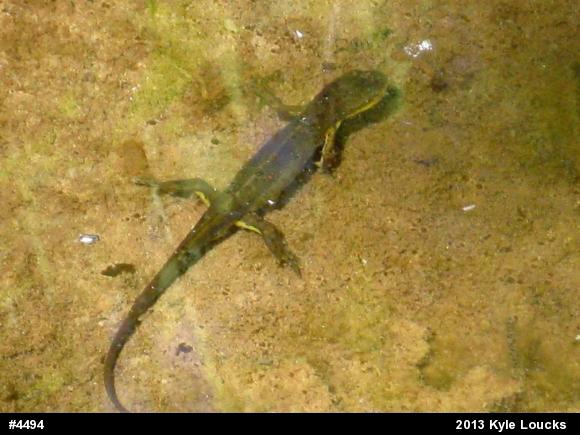 Red-spotted Newt