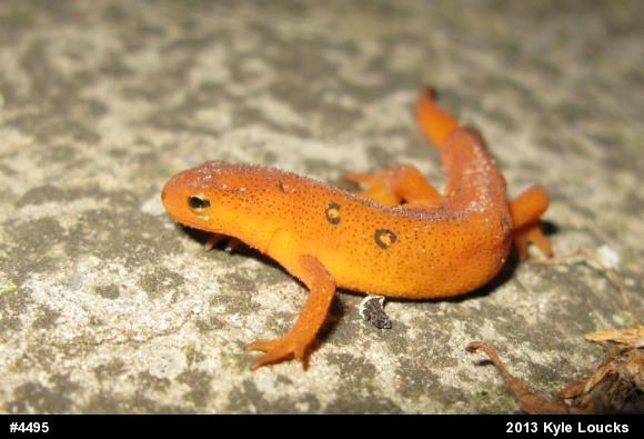 Red-spotted Newt