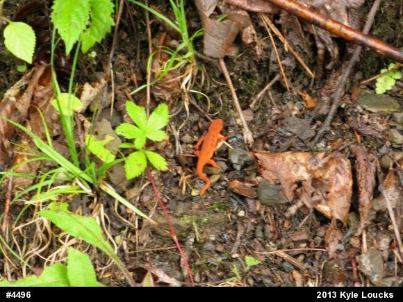 Red-spotted Newt