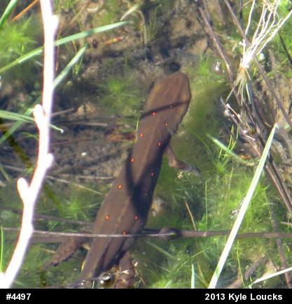 Red-spotted Newt