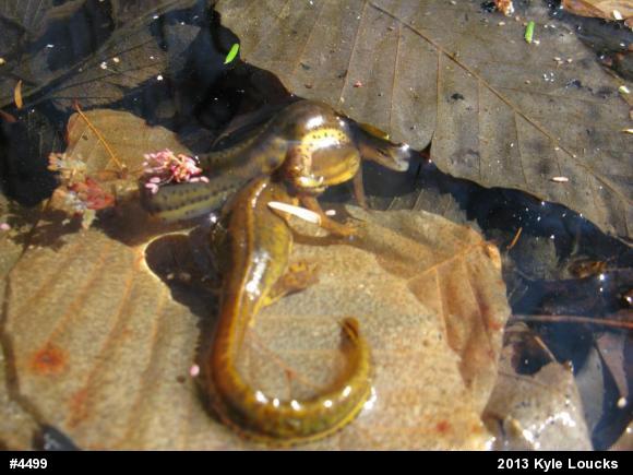 Red-spotted Newt