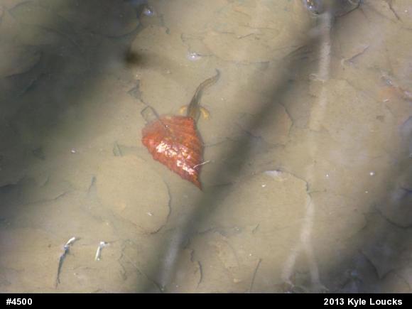 Red-spotted Newt