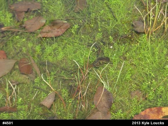 Red-spotted Newt