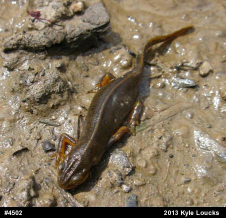 Red-spotted Newt