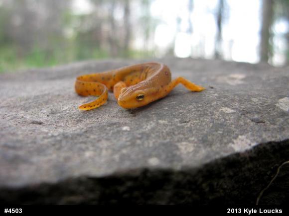 Red-spotted Newt