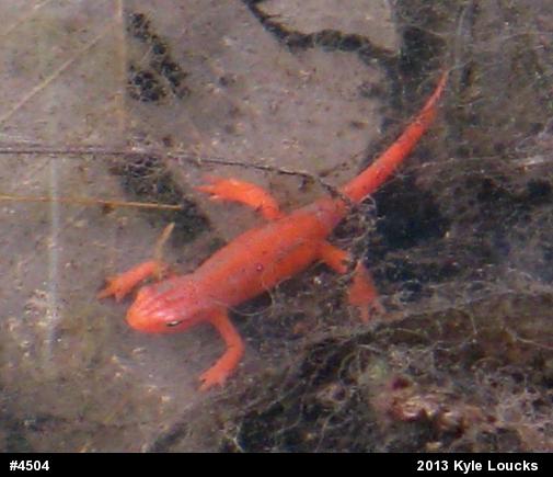 Red-spotted Newt