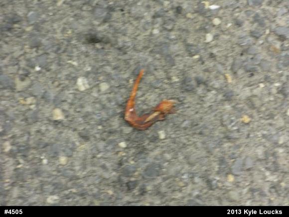 Red-spotted Newt