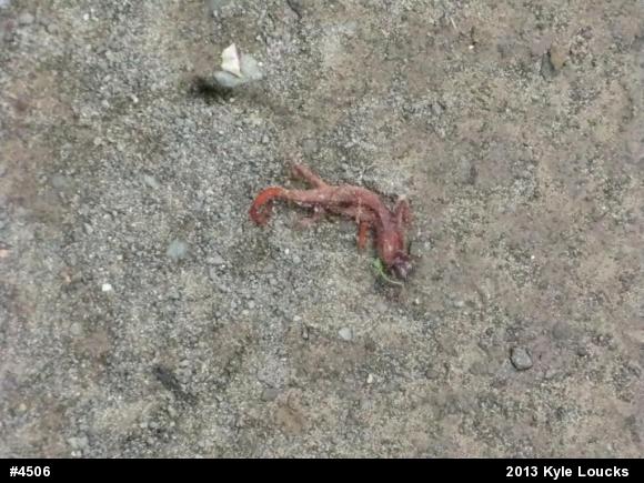 Red-spotted Newt